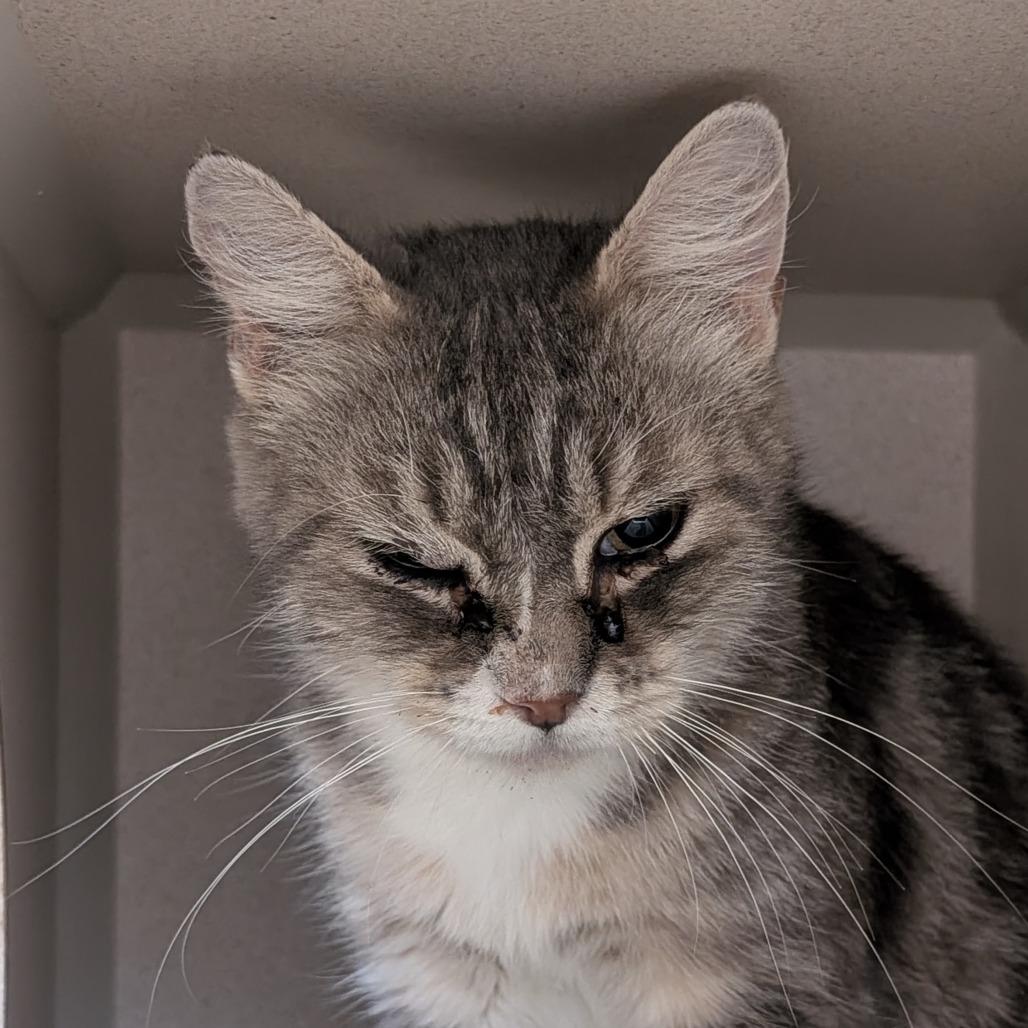 Enlarge Tinkerbell, a Adoptable Domestic Short Hair in Tacoma, WA image 1/1