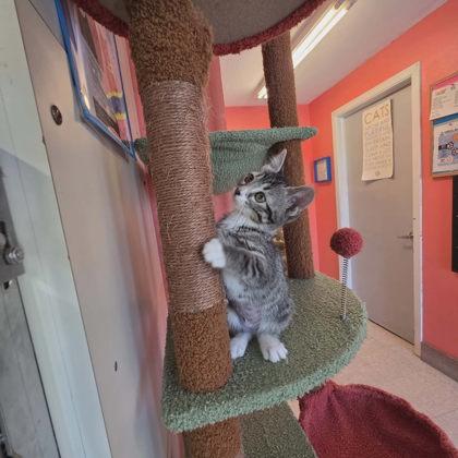 Trinity, Adoptable, Kitten Female Domestic Short Hair & Domestic Short Hair.