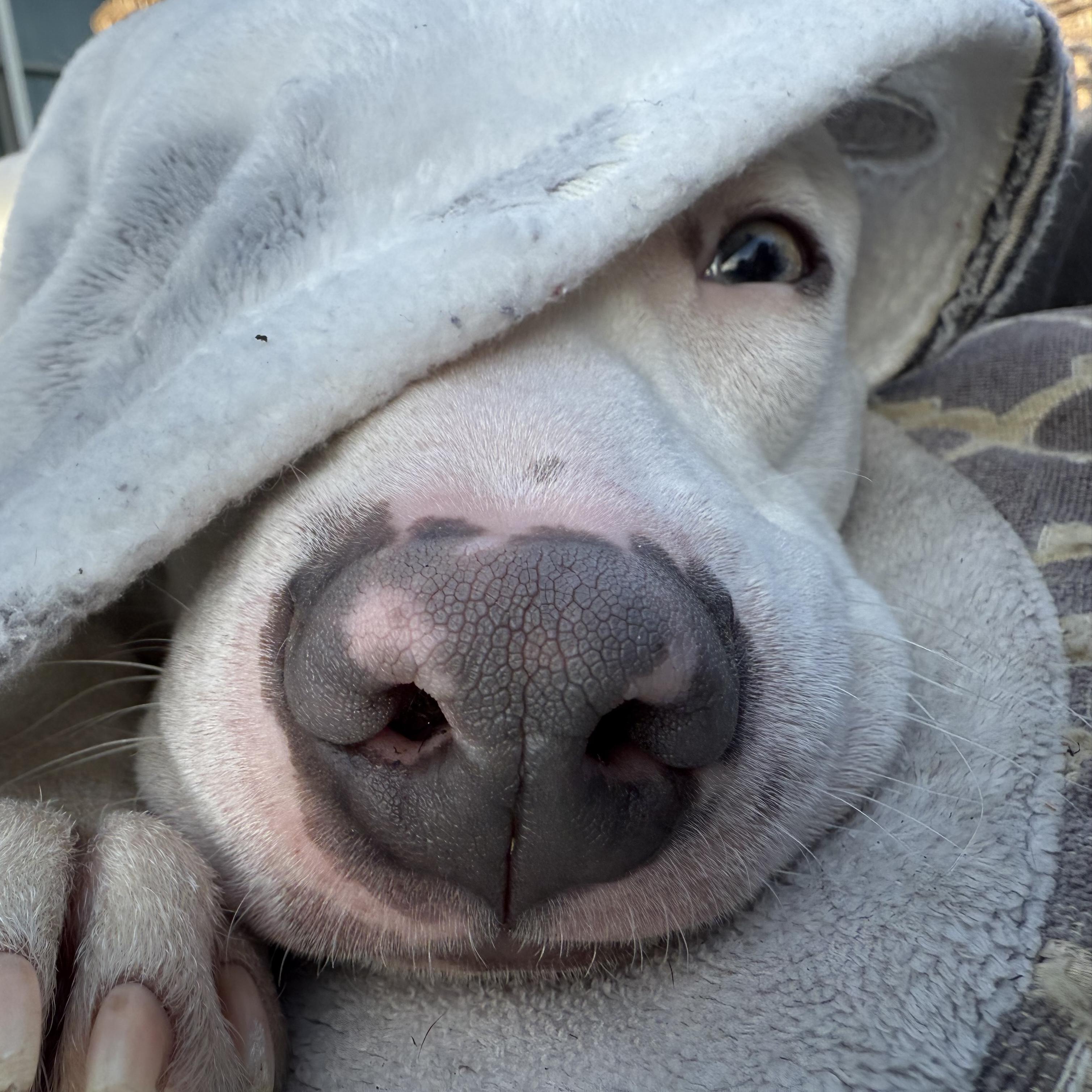 ALFIE, a Adoptable Pit Bull Terrier in Wilmington, OH image 6/6