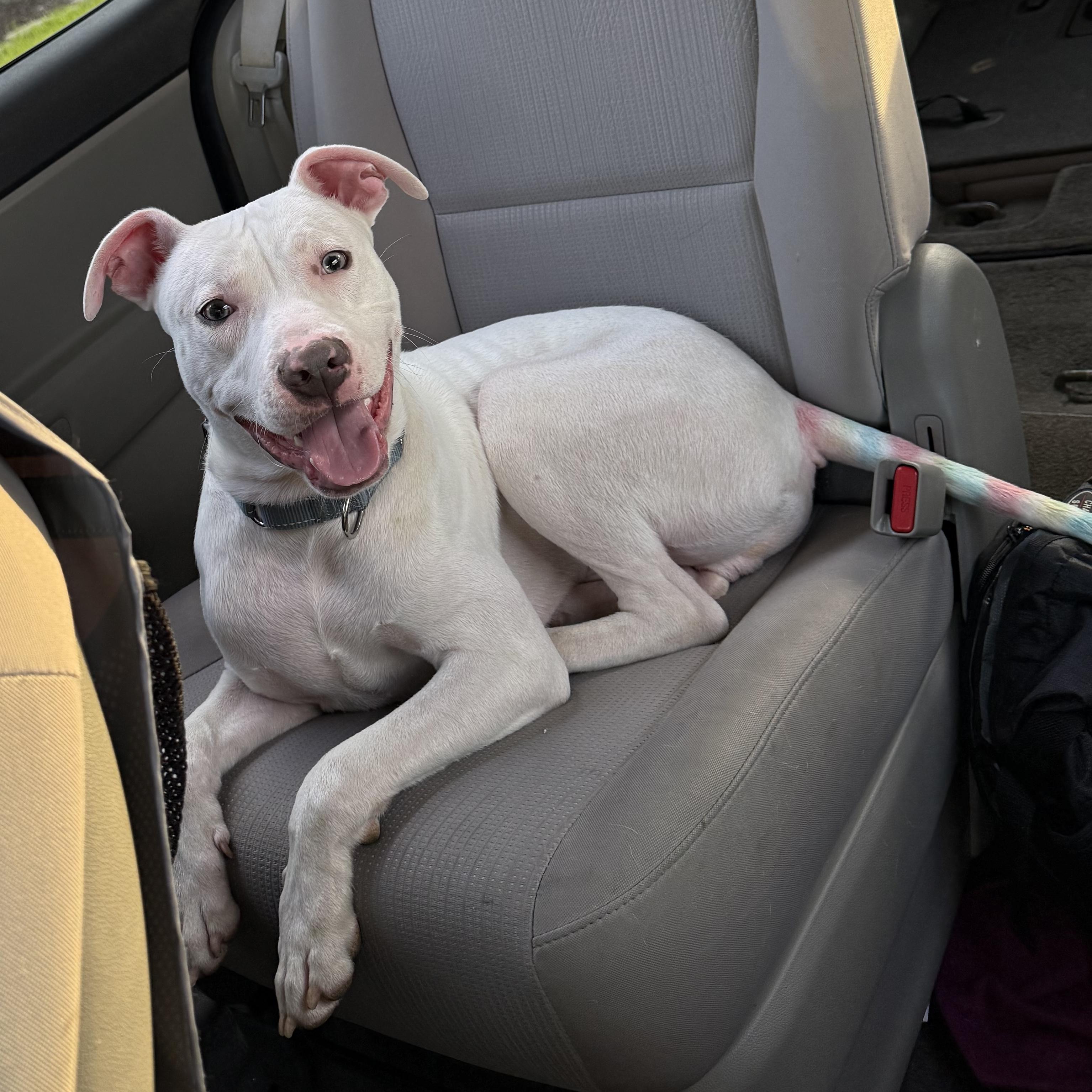 ALFIE, a Adoptable Pit Bull Terrier in Wilmington, OH image 3/6