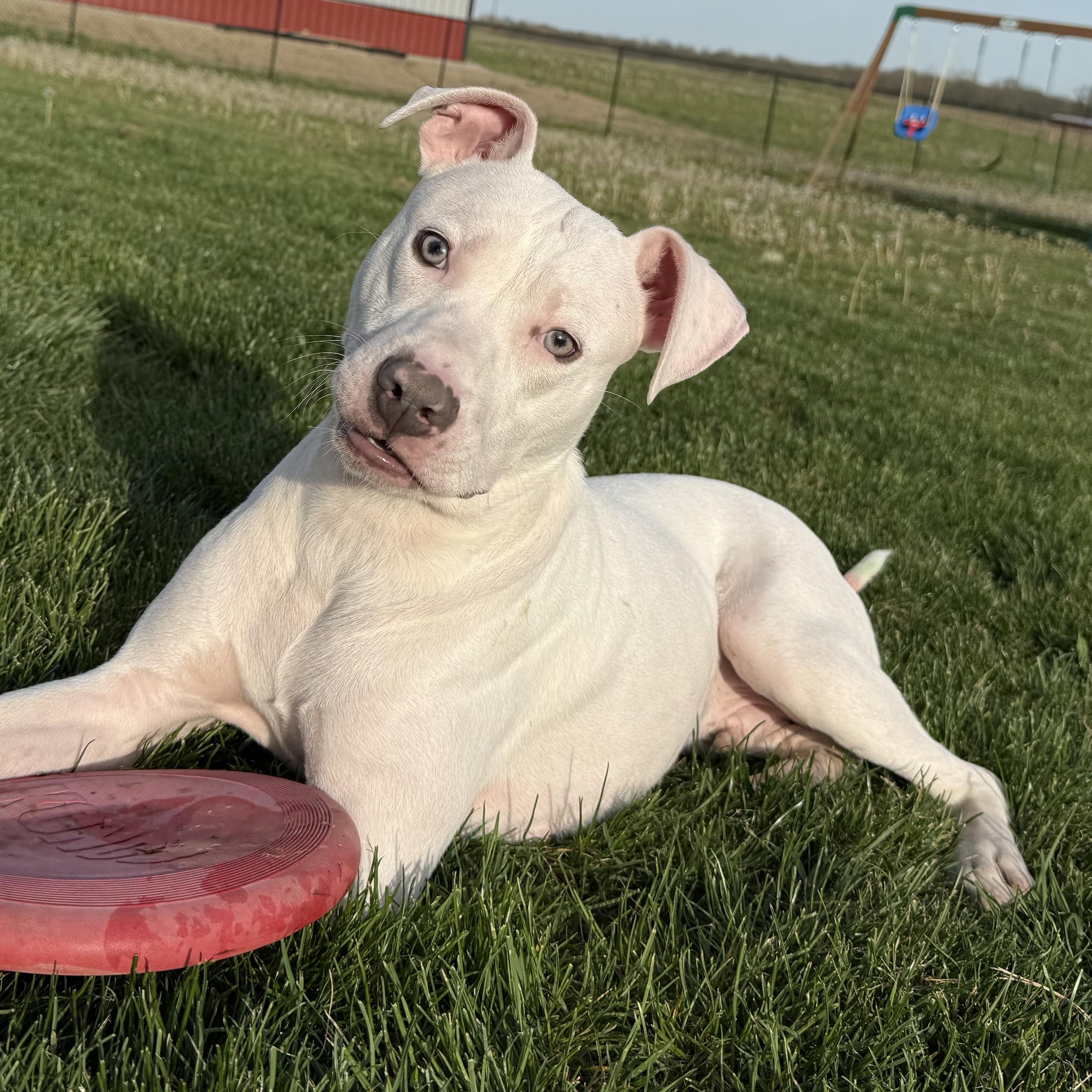 ALFIE, a Adoptable Pit Bull Terrier in Wilmington, OH image 2/6