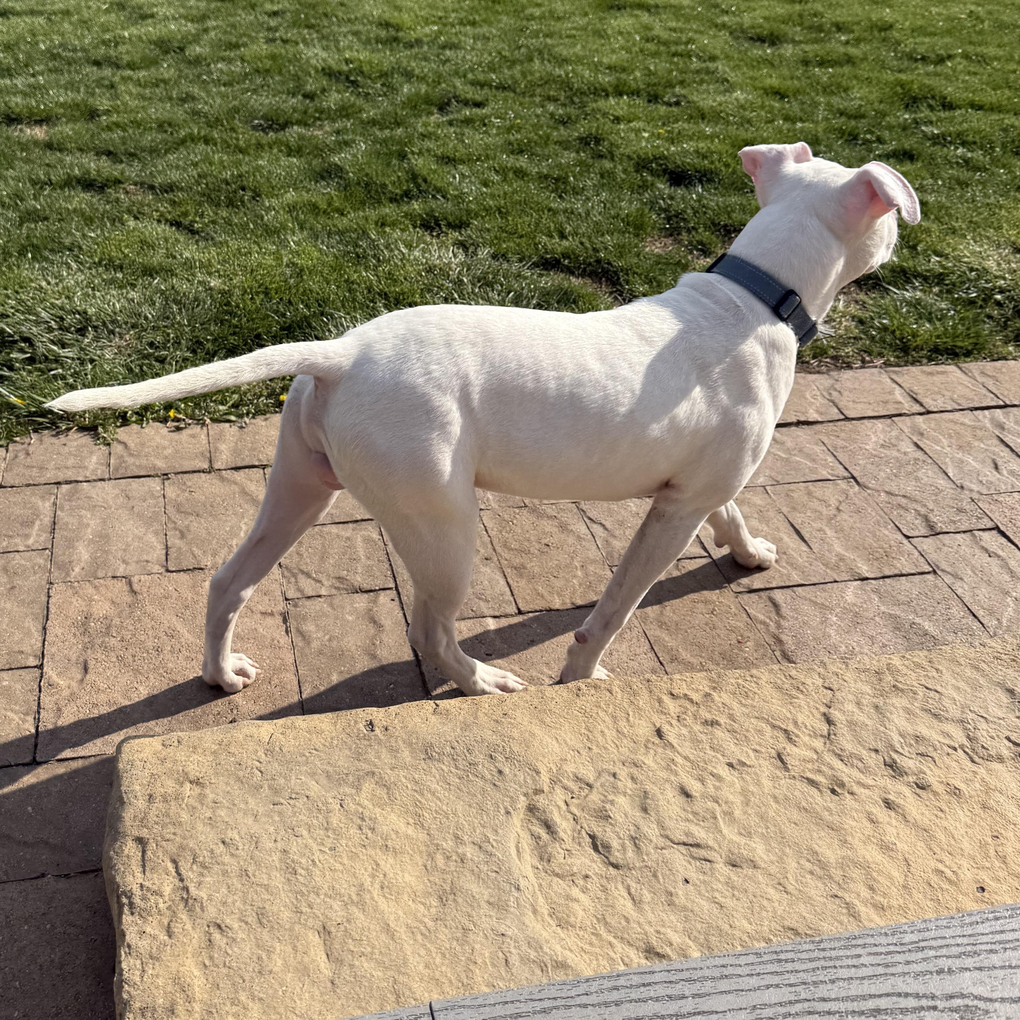 ALFIE, a Adoptable Pit Bull Terrier in Wilmington, OH image 4/6