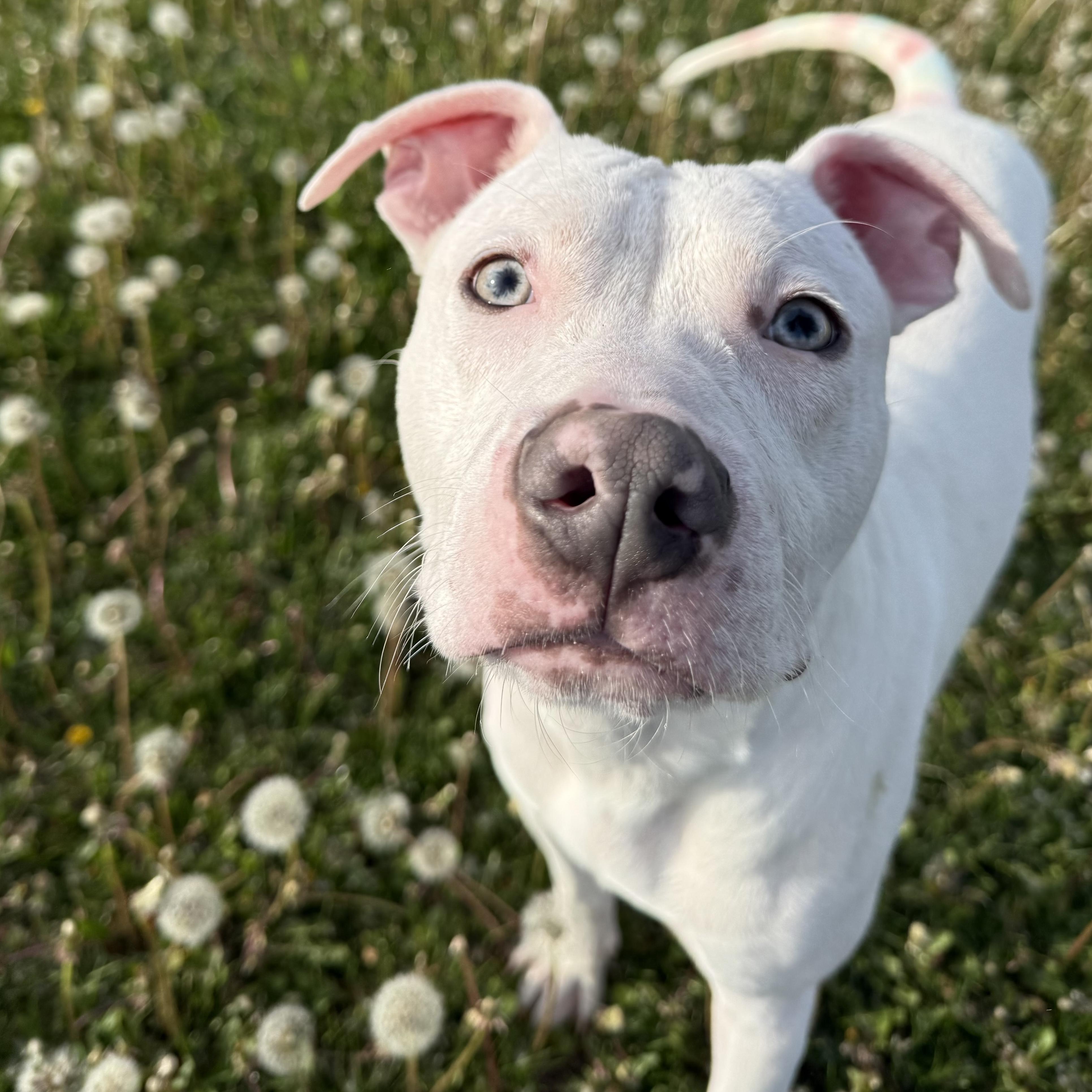 ALFIE, a Adoptable Pit Bull Terrier in Wilmington, OH image 1/6