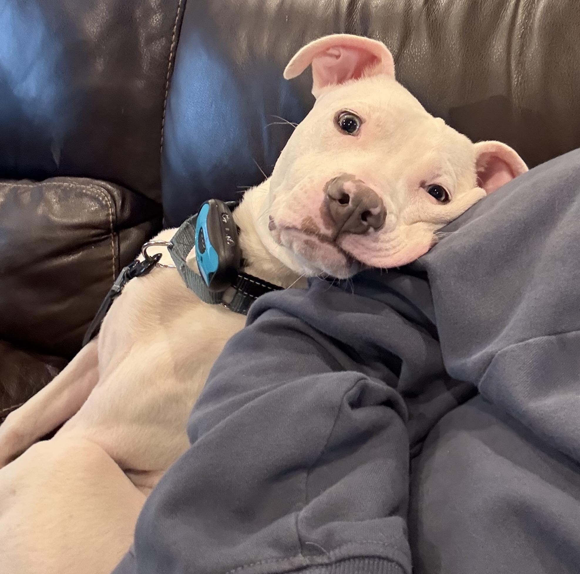 ALFIE, a Adoptable Pit Bull Terrier in Wilmington, OH image 5/6