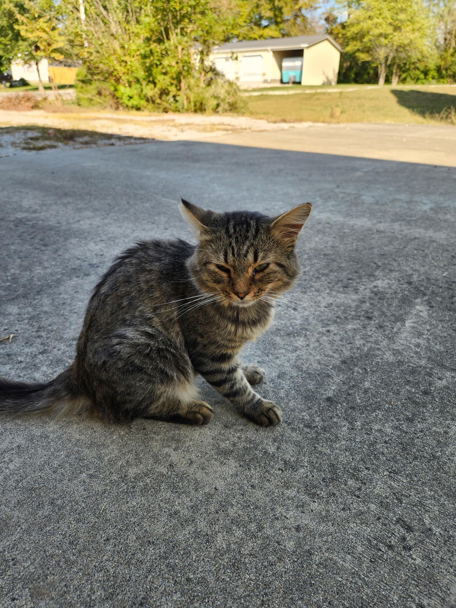 Oliver, Adoptable, Young Male American Shorthair.