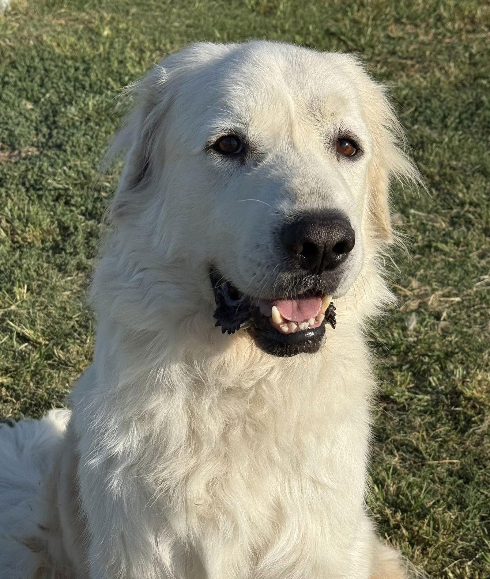 Alaska, a Adoptable Great Pyrenees in Garland, TX image 2/3