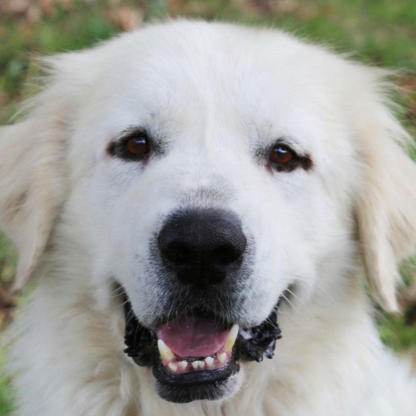 Alaska, a Adoptable Great Pyrenees in Garland, TX image 3/3
