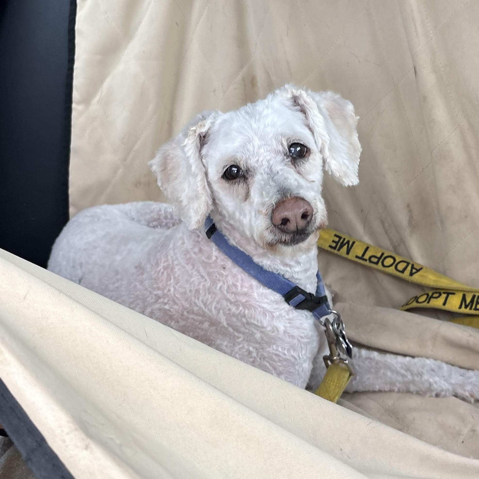 Enlarge Benny, a Adoptable Cavapoo in North Haven, CT image 2/4