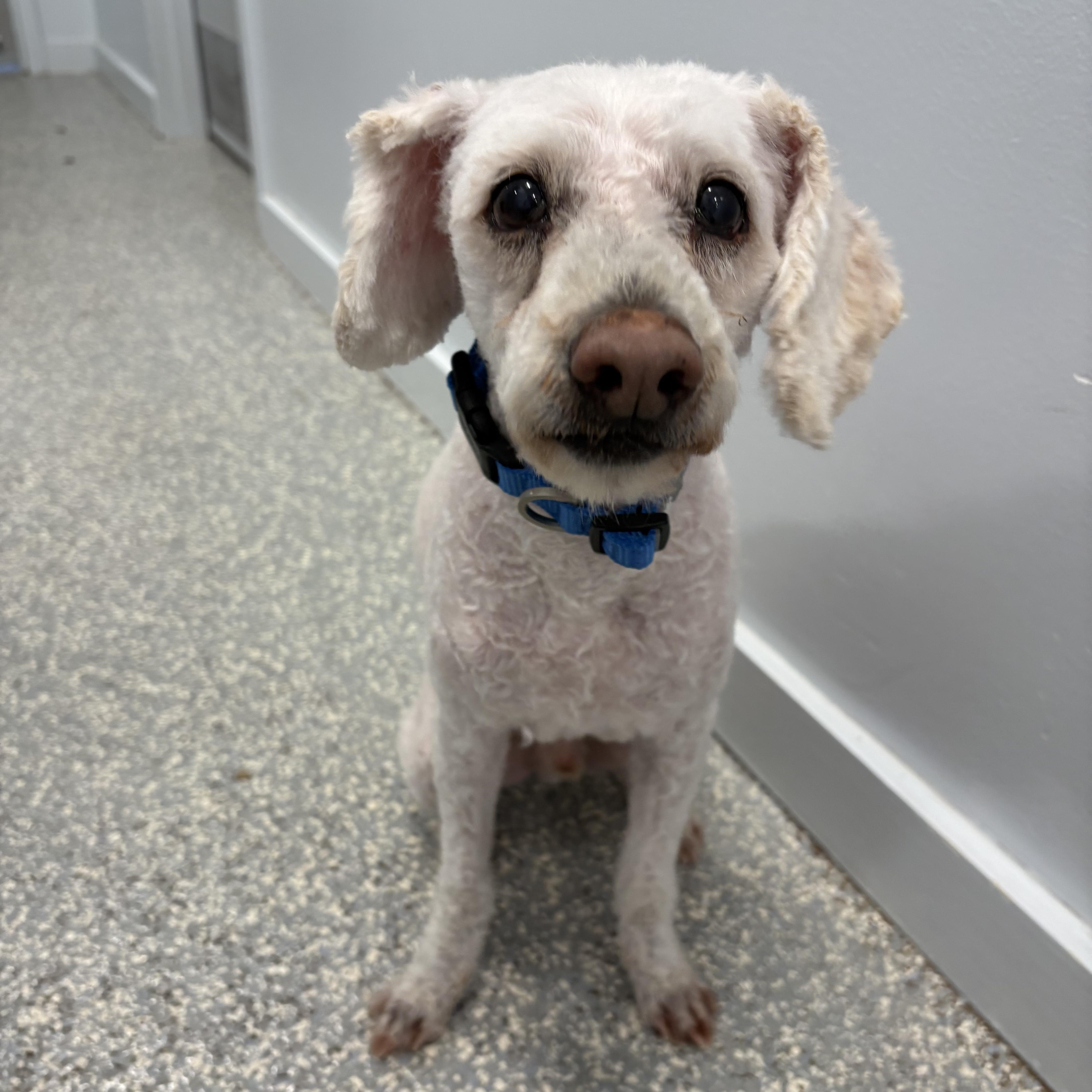 Enlarge Benny, a Adoptable Cavapoo in North Haven, CT image 3/4