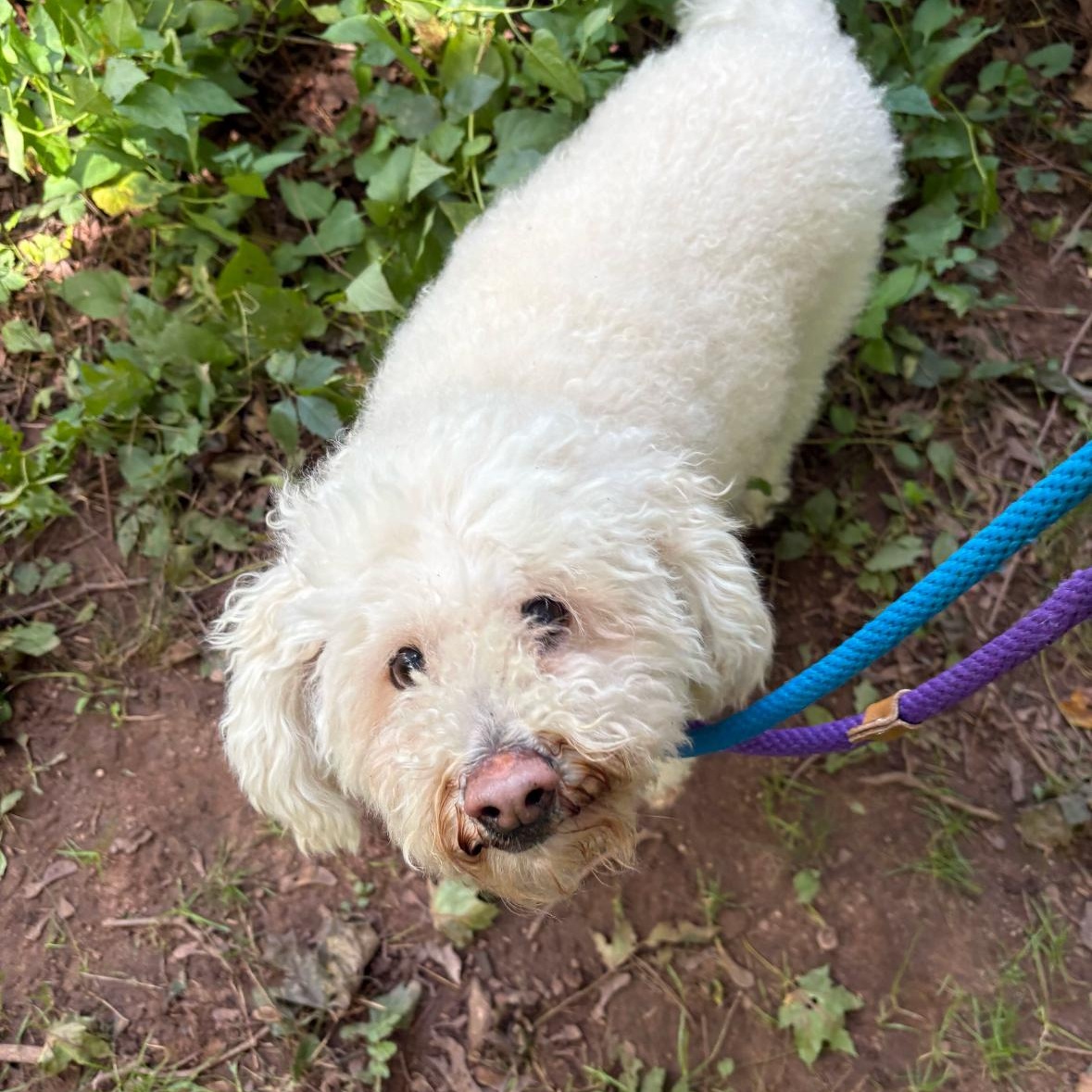 Benny, Adoptable, Senior Male Cavapoo.