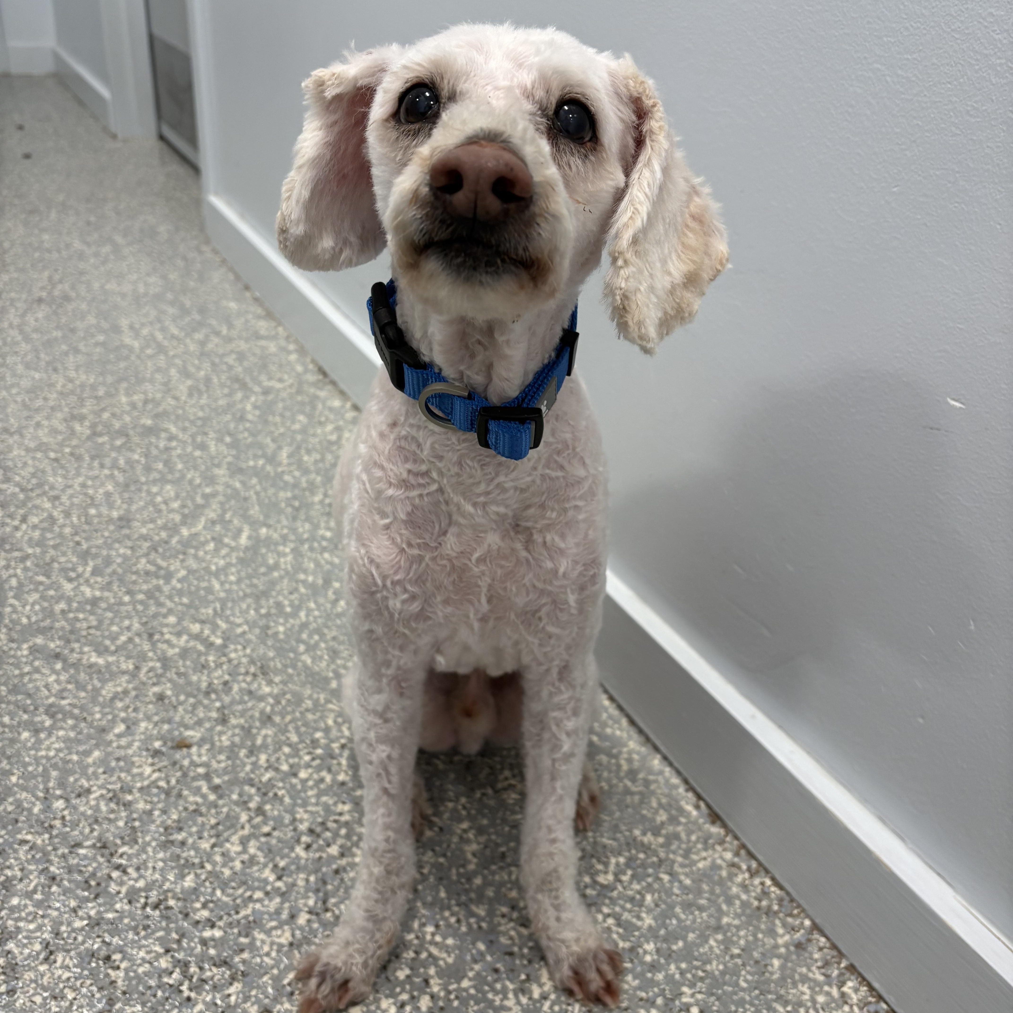 Enlarge Benny, a Adoptable Cavapoo in North Haven, CT image 4/4