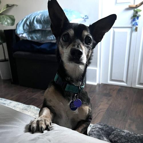 Nacho, a Adoptable mixed breed in Denver, CO image 1/3