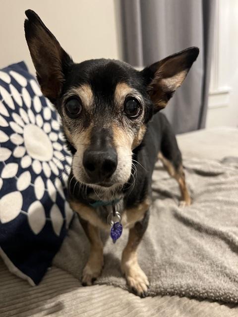 Nacho, a Adoptable mixed breed in Denver, CO image 2/3