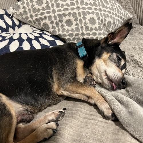 Nacho, a Adoptable mixed breed in Denver, CO image 3/3