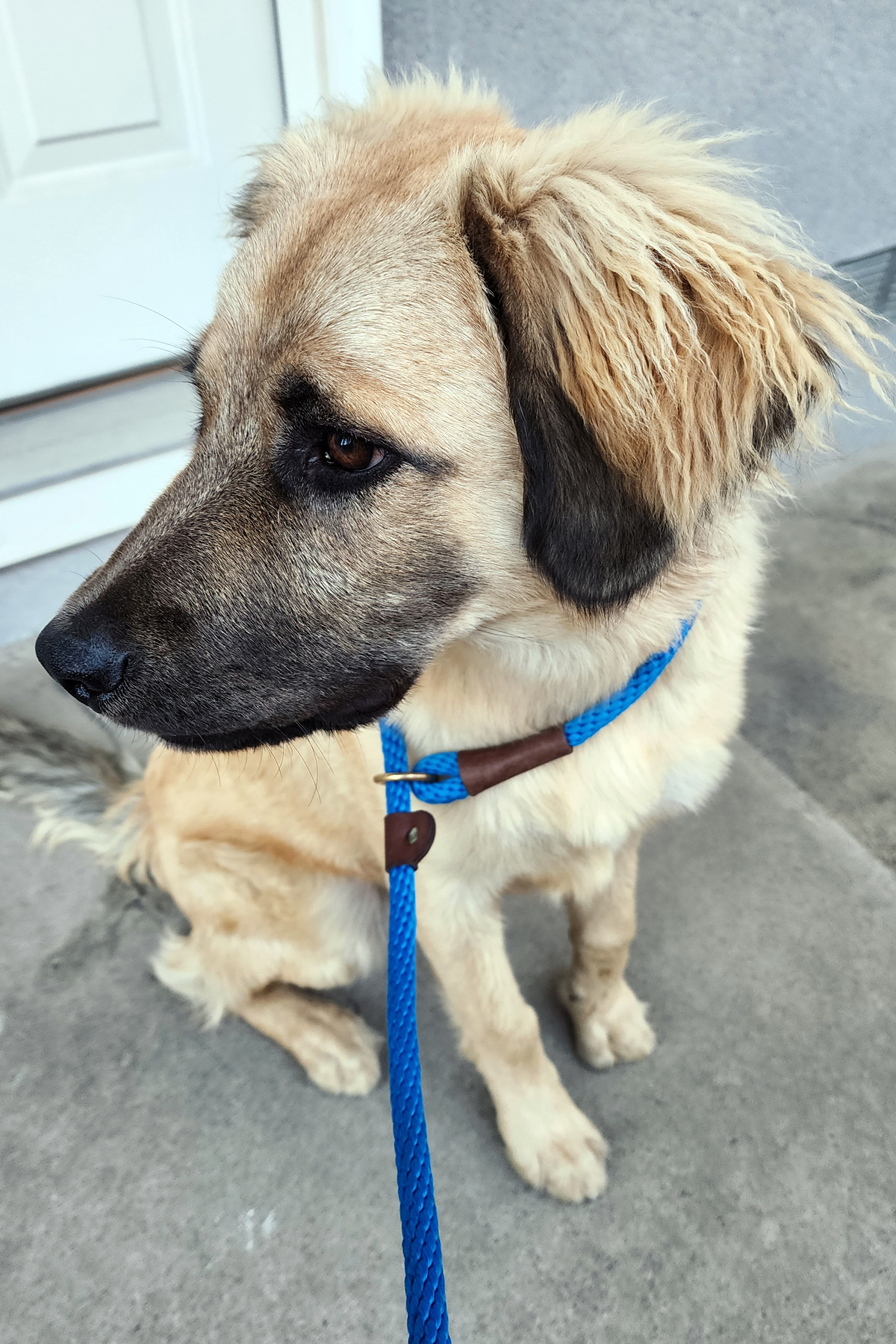 Enlarge BJ, a Adopted mixed breed in Torrance, CA image 1/13