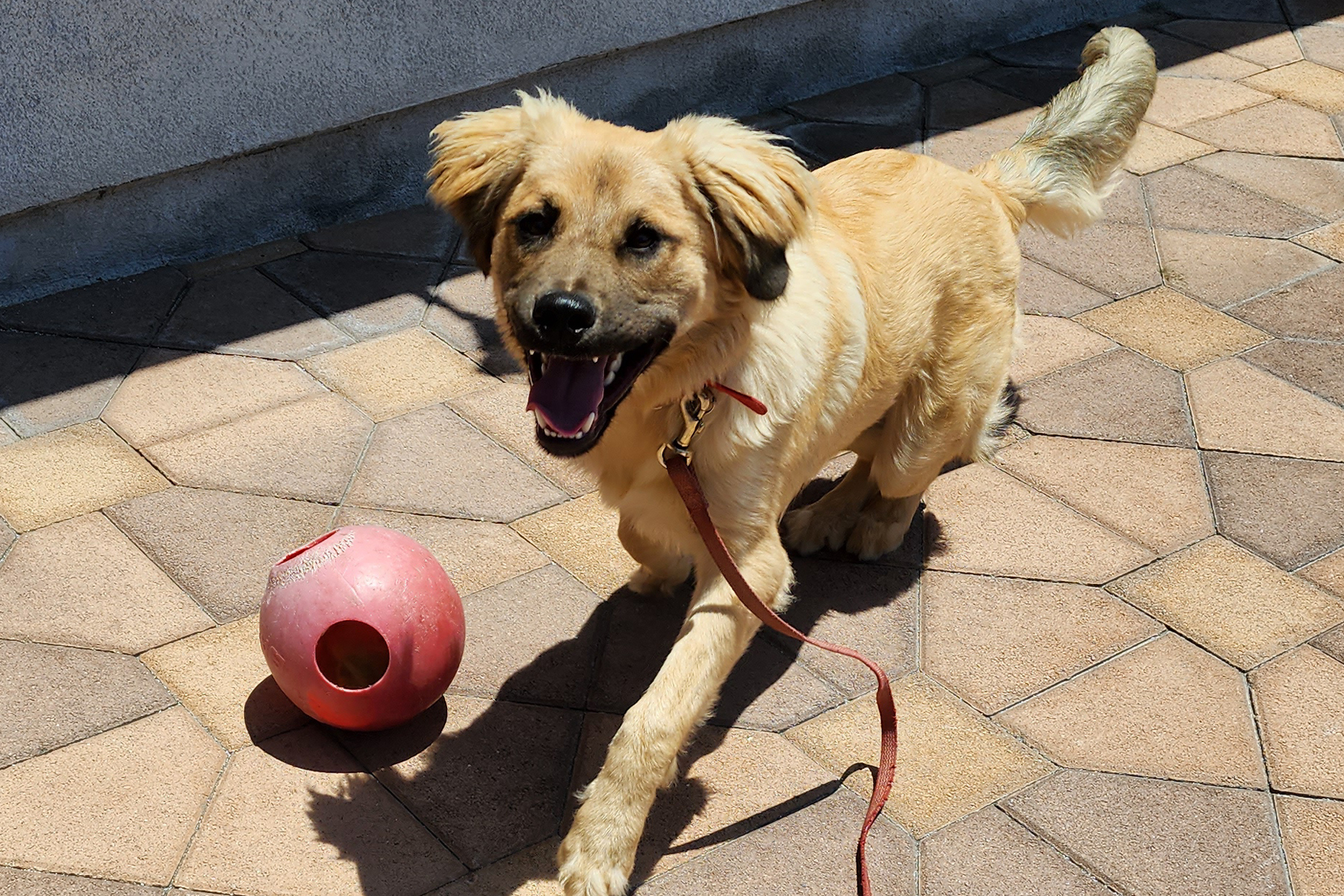Enlarge BJ, a Adopted mixed breed in Torrance, CA image 2/13