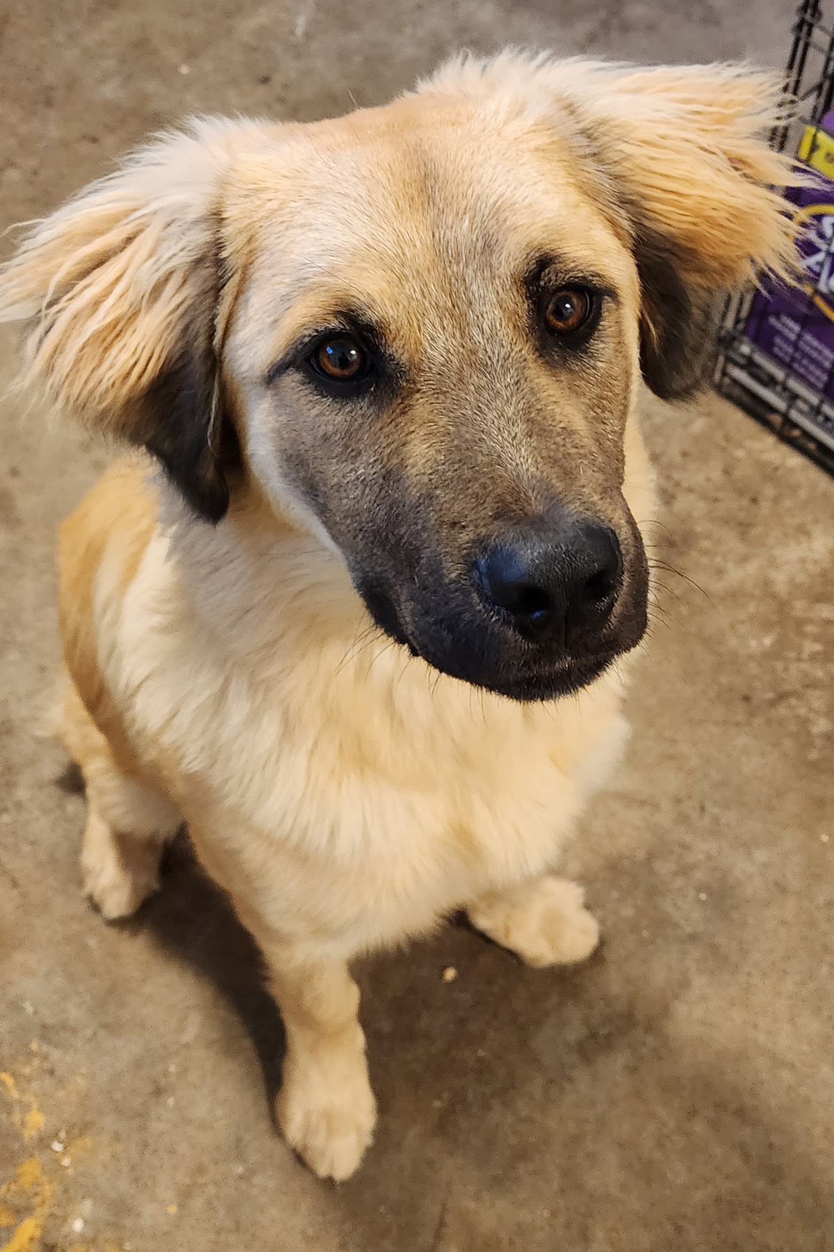 Enlarge BJ, a Adopted mixed breed in Torrance, CA image 3/13