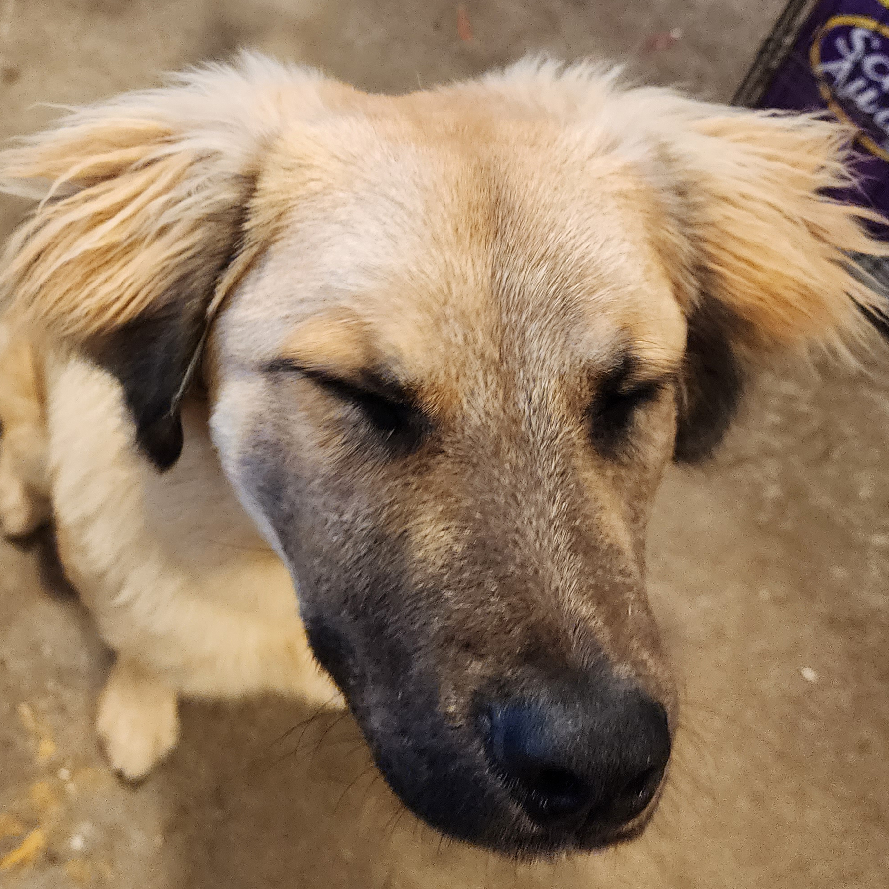 Enlarge BJ, a Adopted mixed breed in Torrance, CA image 4/13