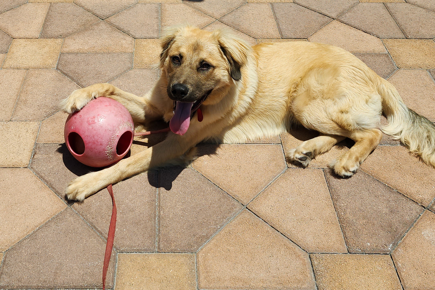 Enlarge BJ, a Adopted mixed breed in Torrance, CA image 5/13