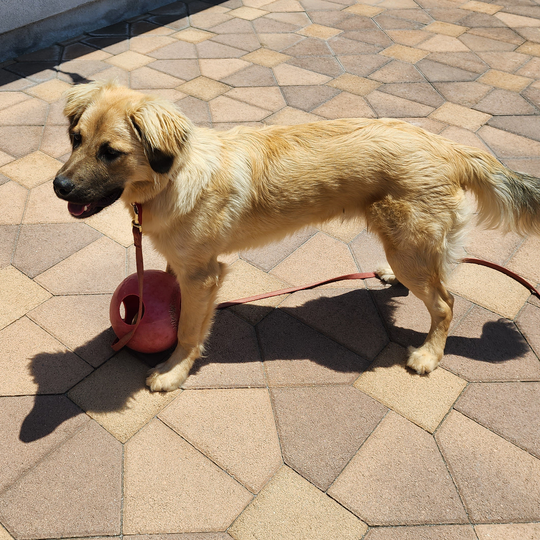 Enlarge BJ, a Adopted mixed breed in Torrance, CA image 6/13