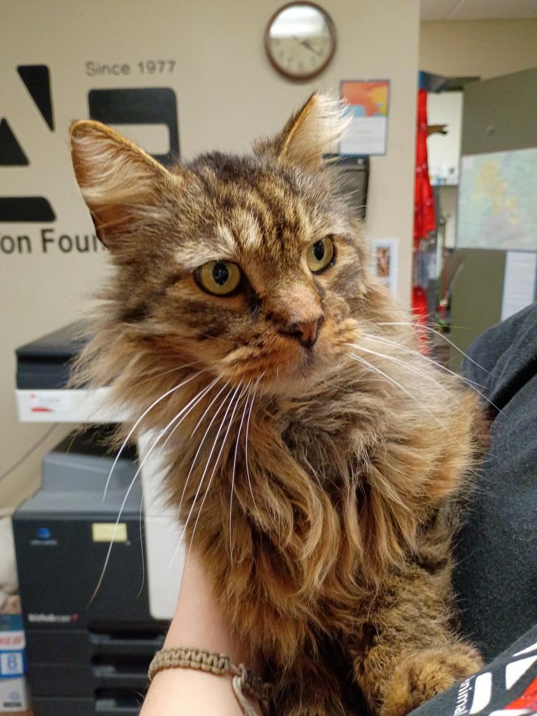 Remington, Adoptable, Young Male Domestic Long Hair.