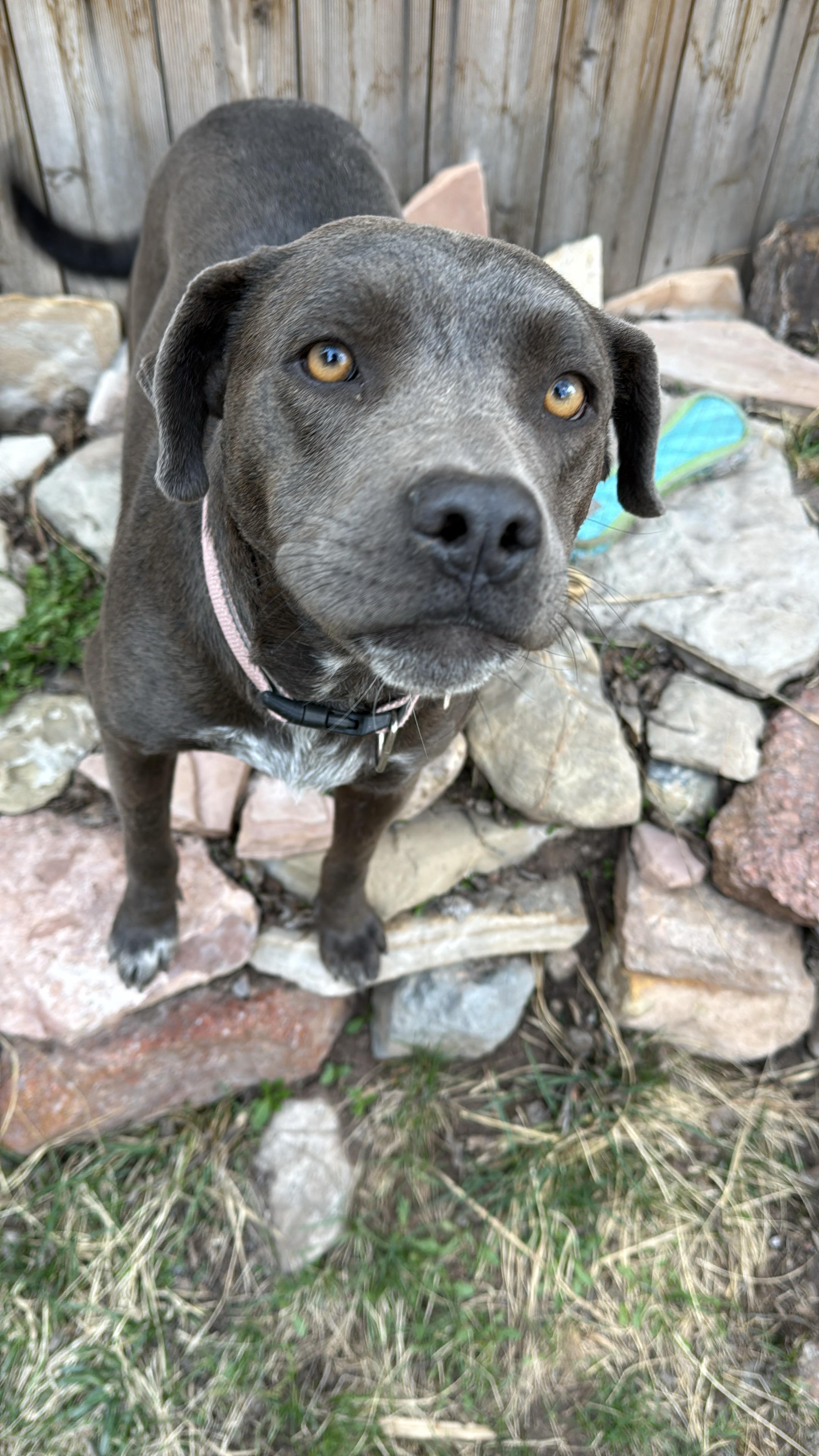 Enlarge Ember, a Adoptable mixed breed in Albuquerque, NM image 4/4