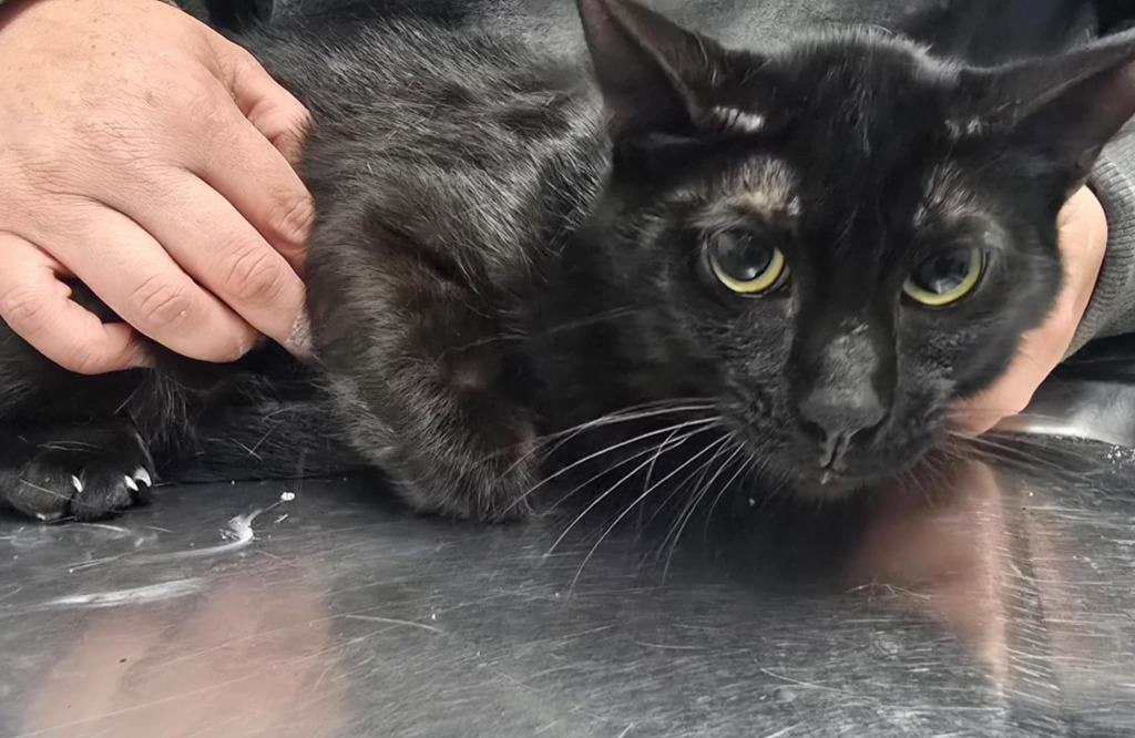 Casper, Adoptable, Adult Male Domestic Short Hair.