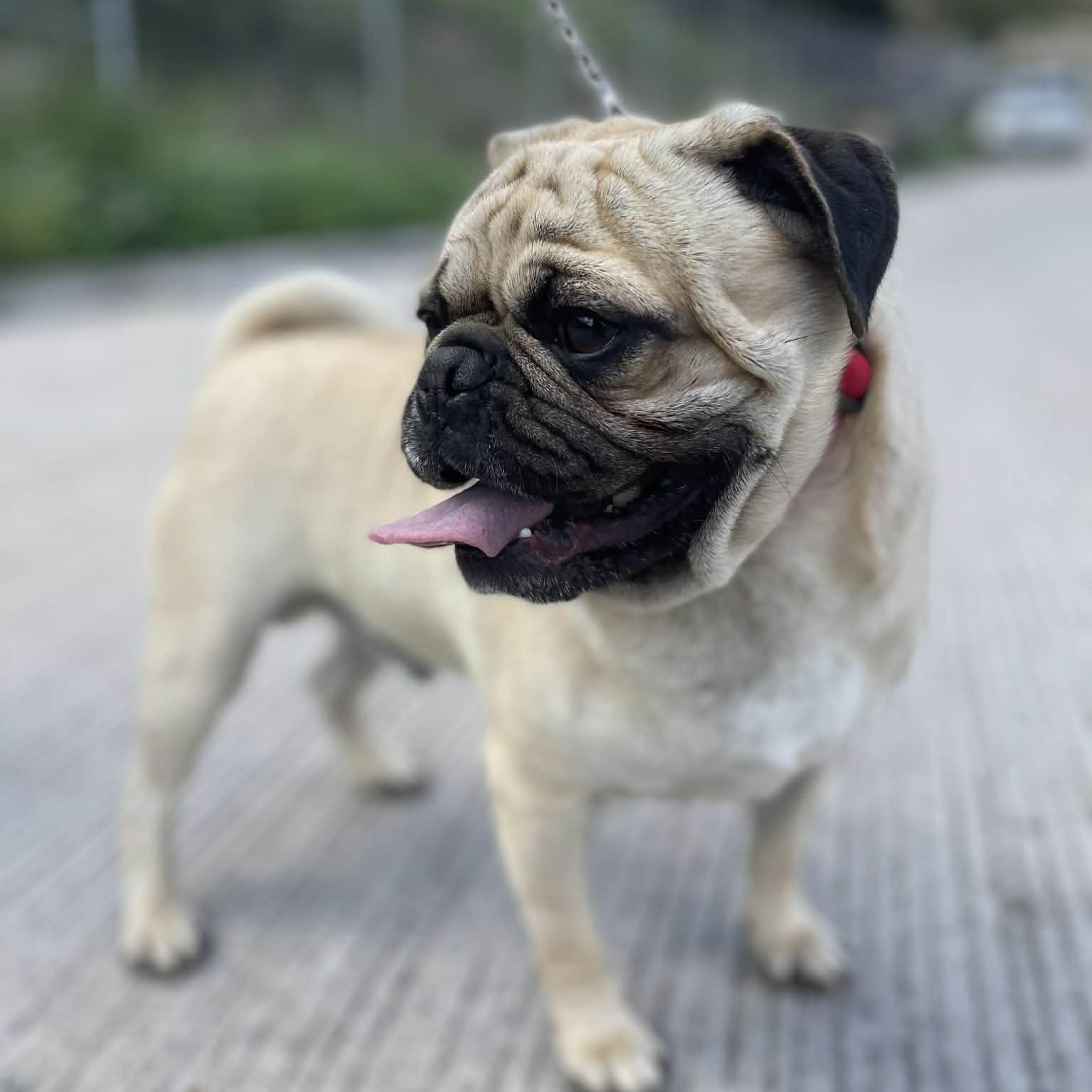 Enlarge Mike, a Adoptable Pug in San Diego , CA image 1/1