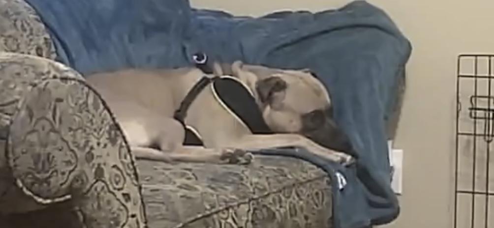 Stitch, a Adopted mixed breed in Nashville, IL image 4/6