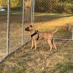 Stitch, a Adopted mixed breed in Nashville, IL image 5/6