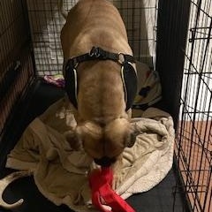 Stitch, a Adopted mixed breed in Nashville, IL image 2/6