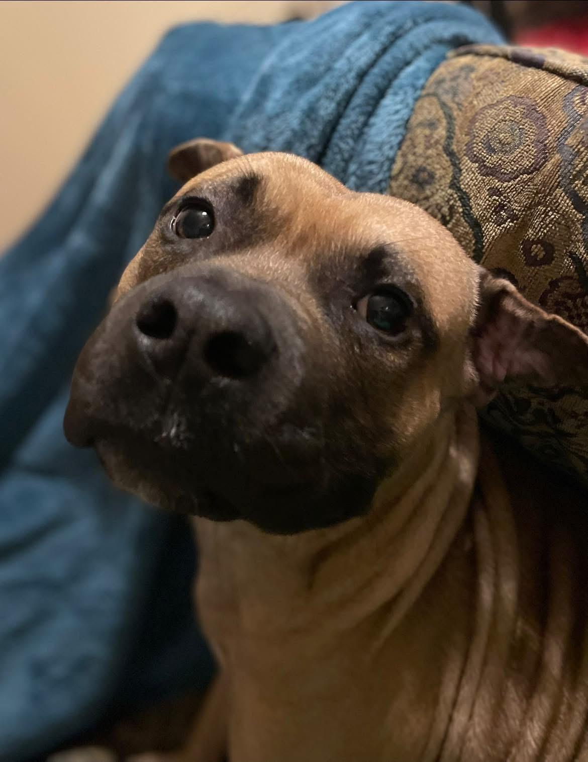 Stitch, a Adopted mixed breed in Nashville, IL image 1/6