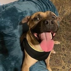 Stitch, a Adopted mixed breed in Nashville, IL image 3/6