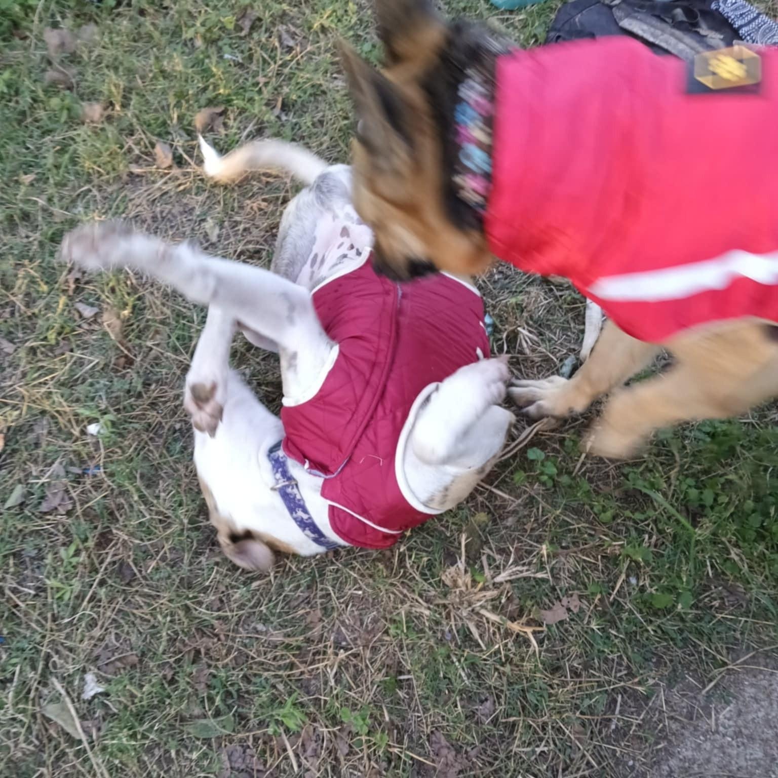 Serendipity PC, an adoptable Terrier in Goliad, TX, 77963 | Photo Image 3