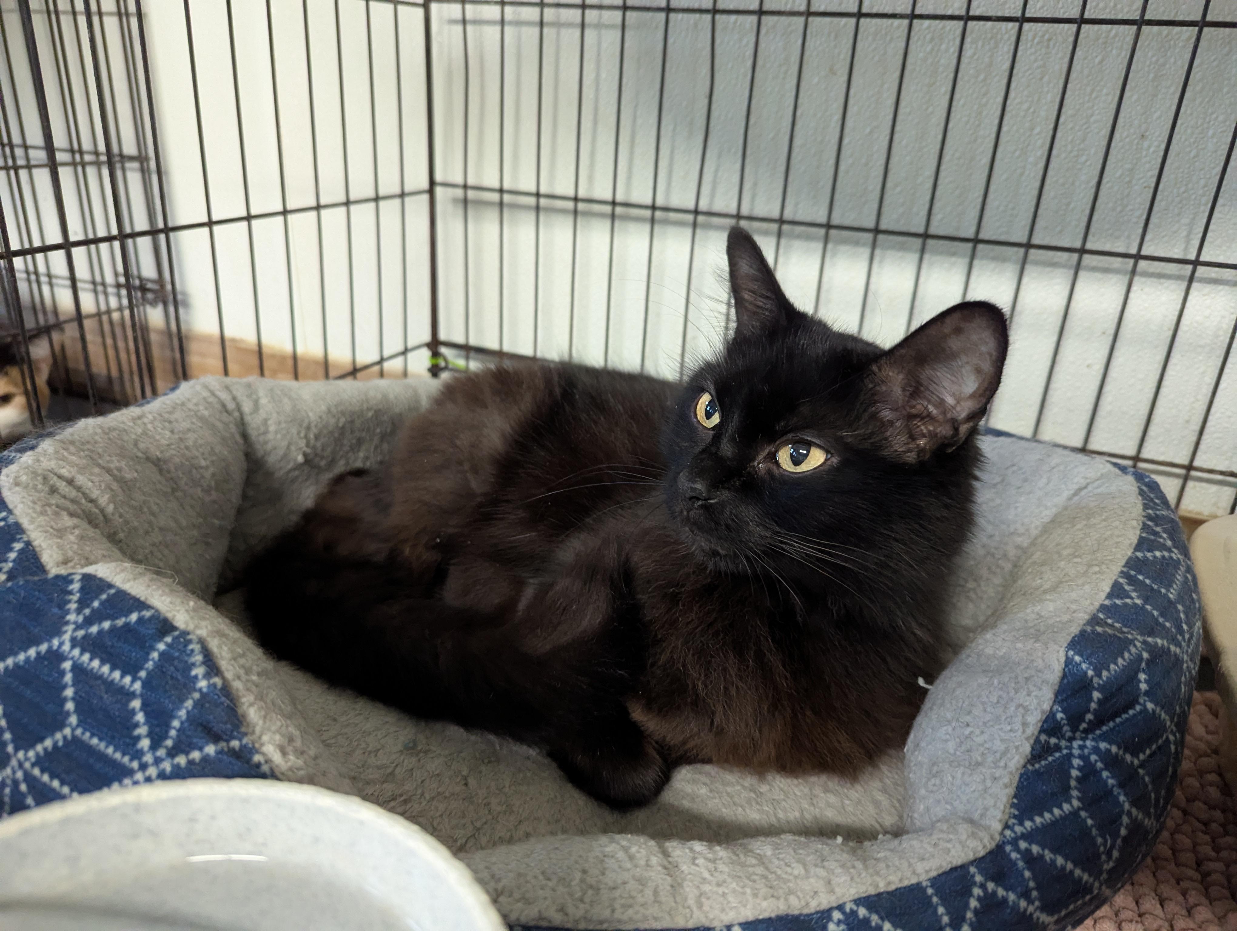 Molly, Adoptable, Adult Female Domestic Long Hair.