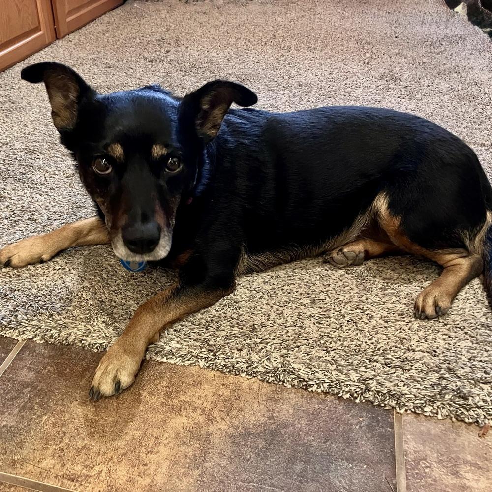 Aurora, Adoptable, Adult Female Mixed Breed.