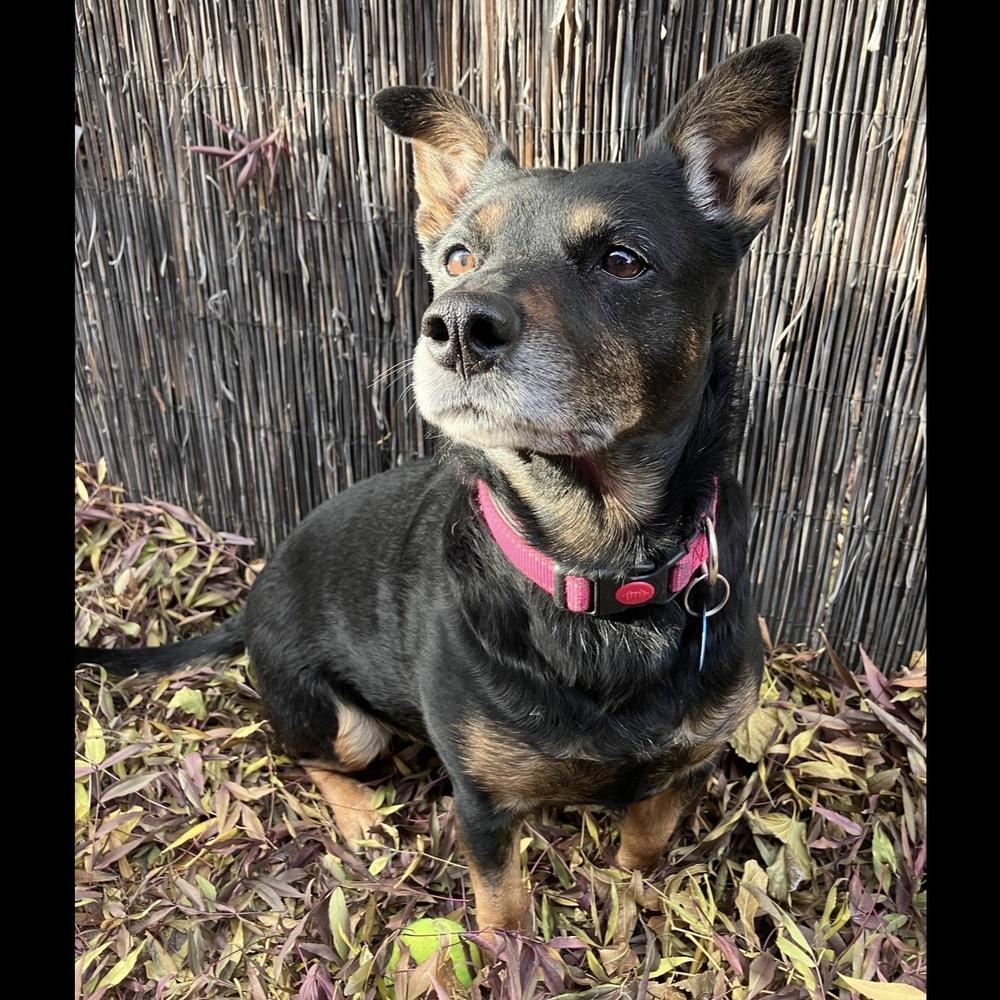 Aurora, Adoptable, Adult Female Mixed Breed.
