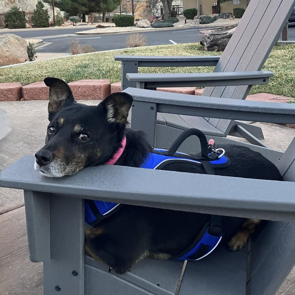 Aurora, Adoptable, Adult Female Mixed Breed.