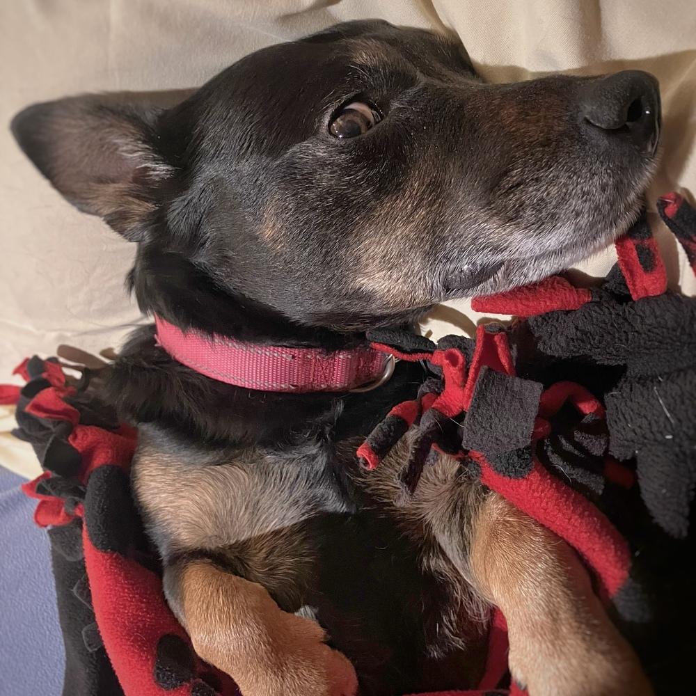 Aurora, a Adoptable mixed breed in Hurricane, UT image 4/6