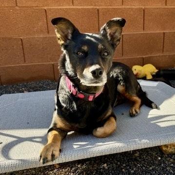 Aurora, Adoptable, Adult Female Mixed Breed.