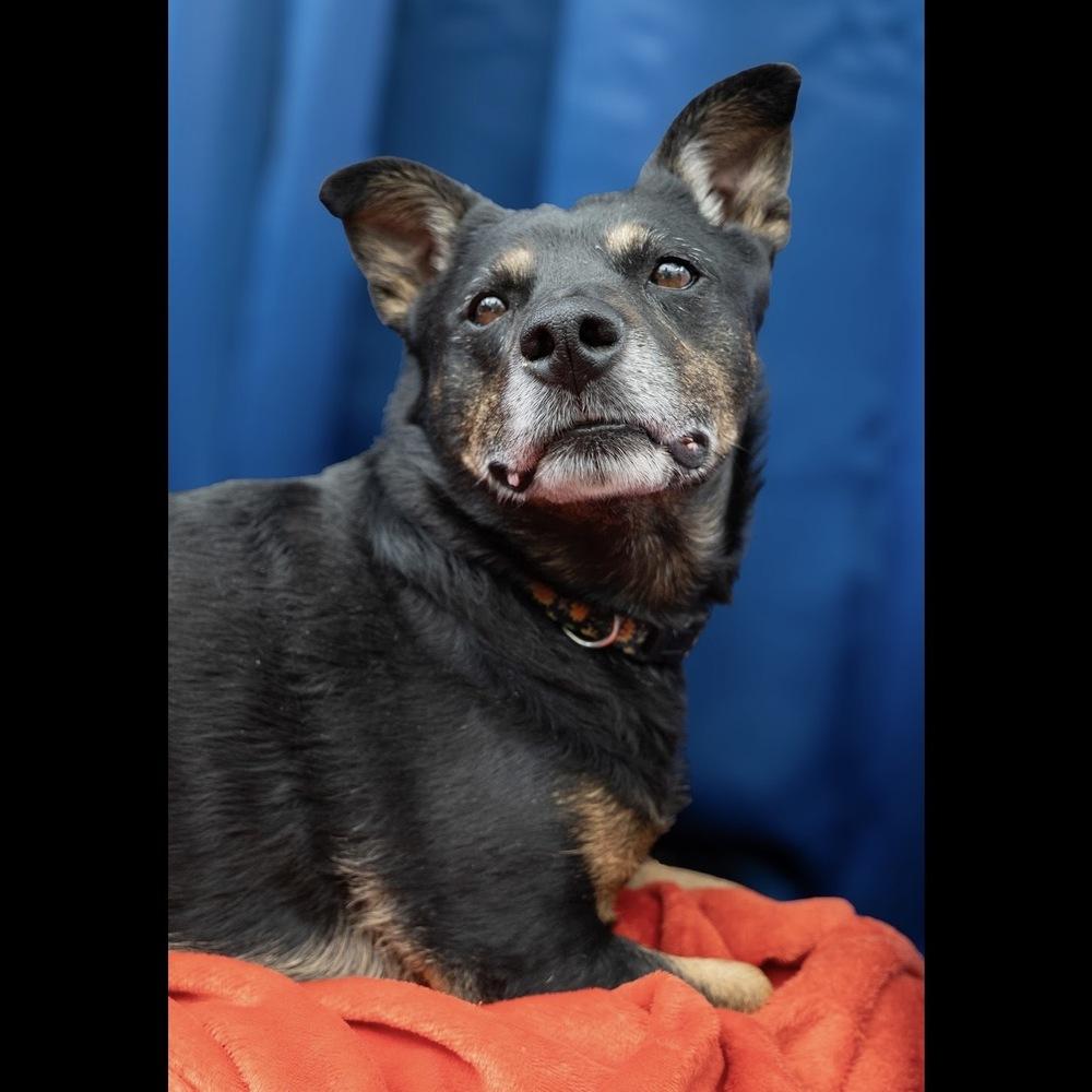 Enlarge Aurora, a Adoptable mixed breed in Hurricane, UT image 1/6