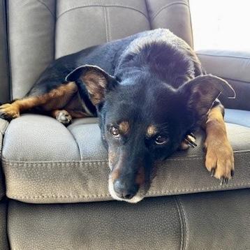 Enlarge Aurora, a Adoptable mixed breed in Hurricane, UT image 3/5