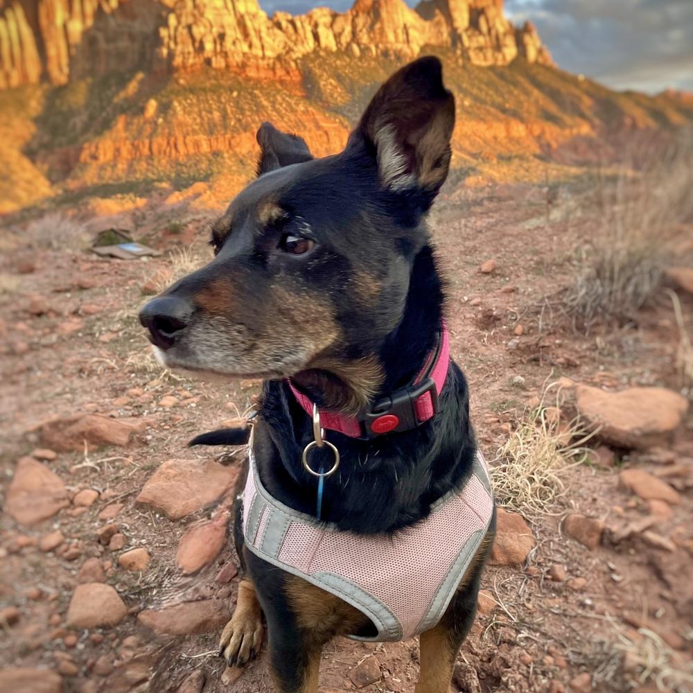 Aurora, a Adoptable mixed breed in Hurricane, UT image 3/6