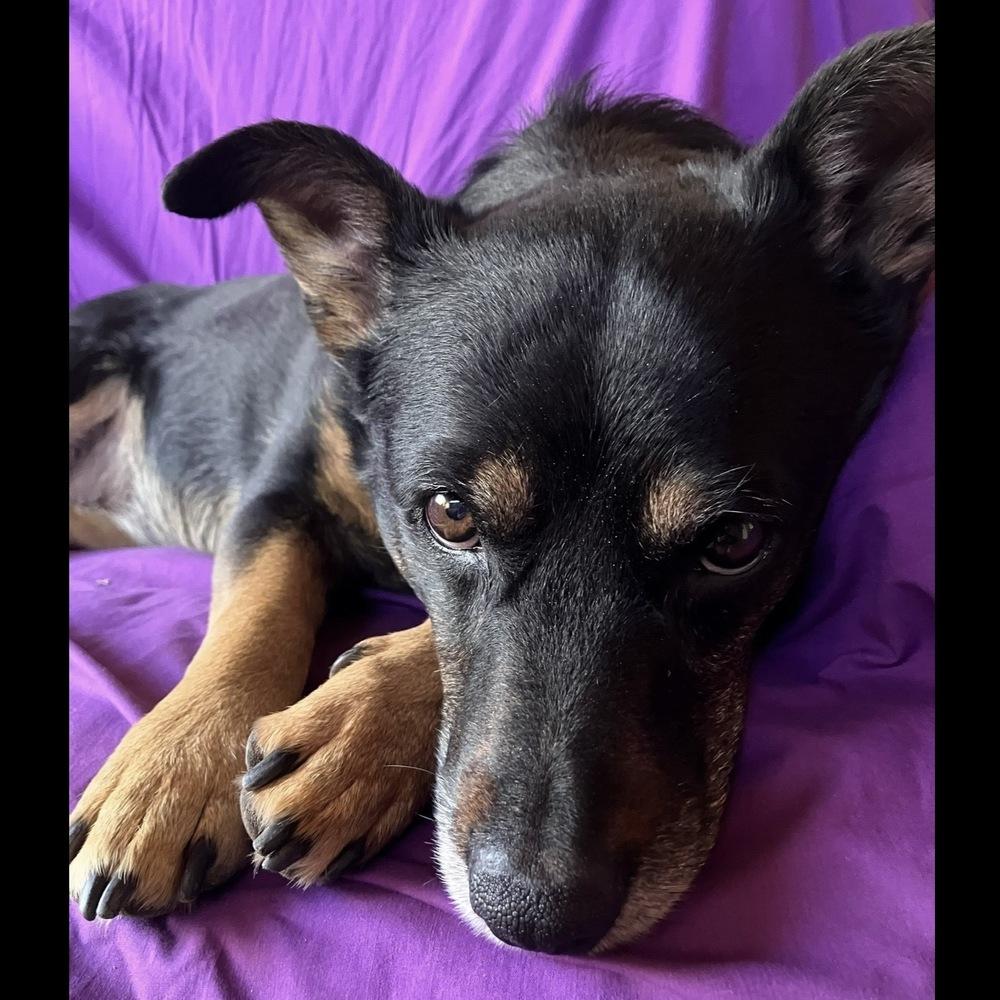 Aurora, a Adoptable mixed breed in Hurricane, UT image 5/6