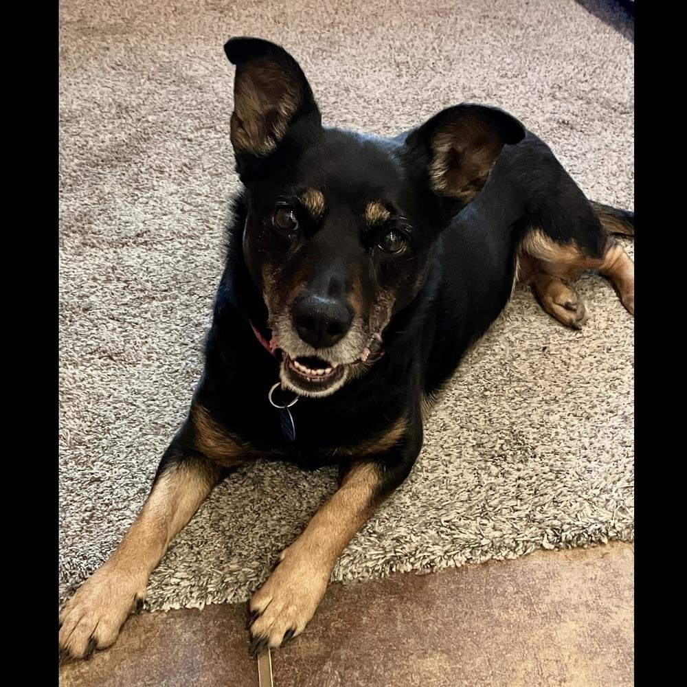 Enlarge Aurora, a Adoptable mixed breed in Hurricane, UT image 4/5