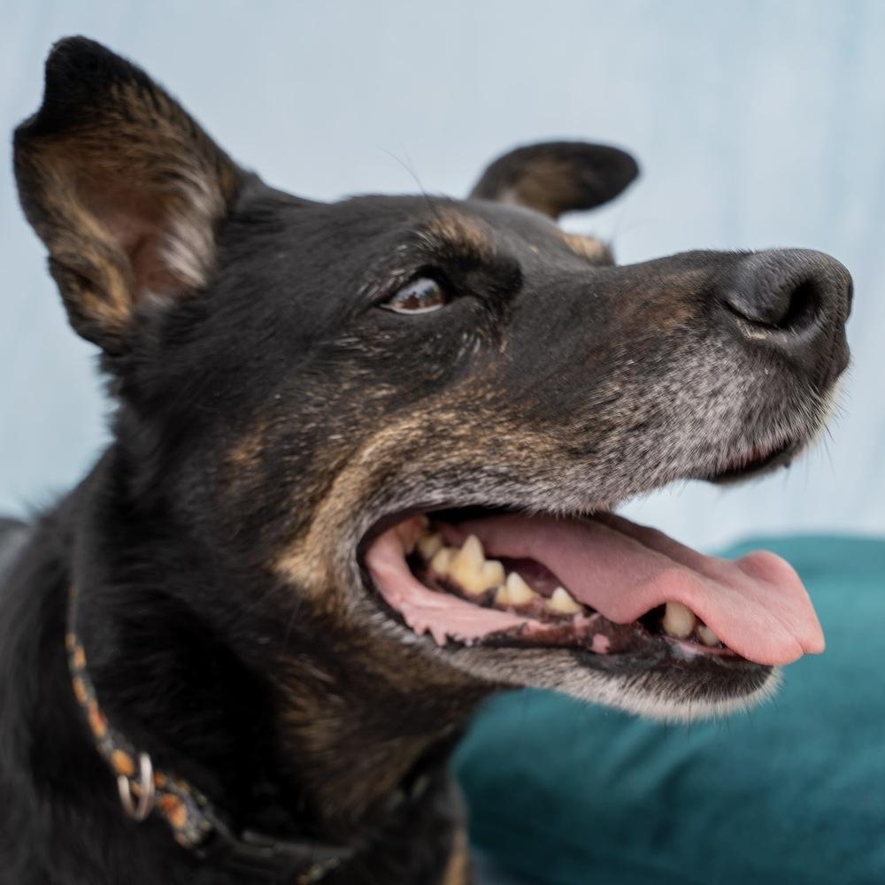 Enlarge Aurora, a Adoptable mixed breed in Hurricane, UT image 2/6
