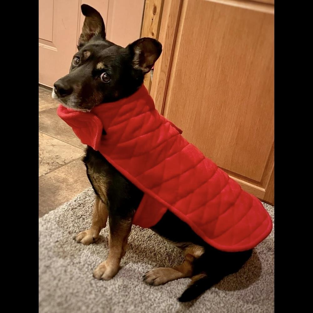 Enlarge Aurora, a Adoptable mixed breed in Hurricane, UT image 4/5