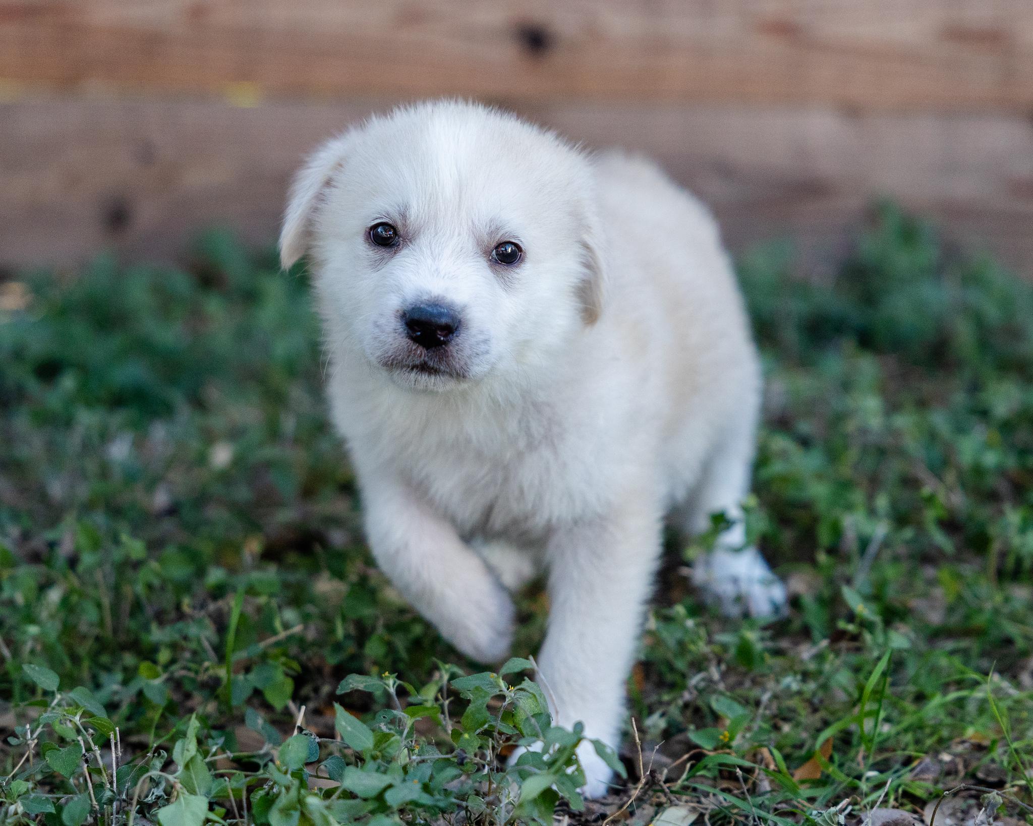 North, adopted, Puppy Male Great Pyrenees & Labrador Retriever.