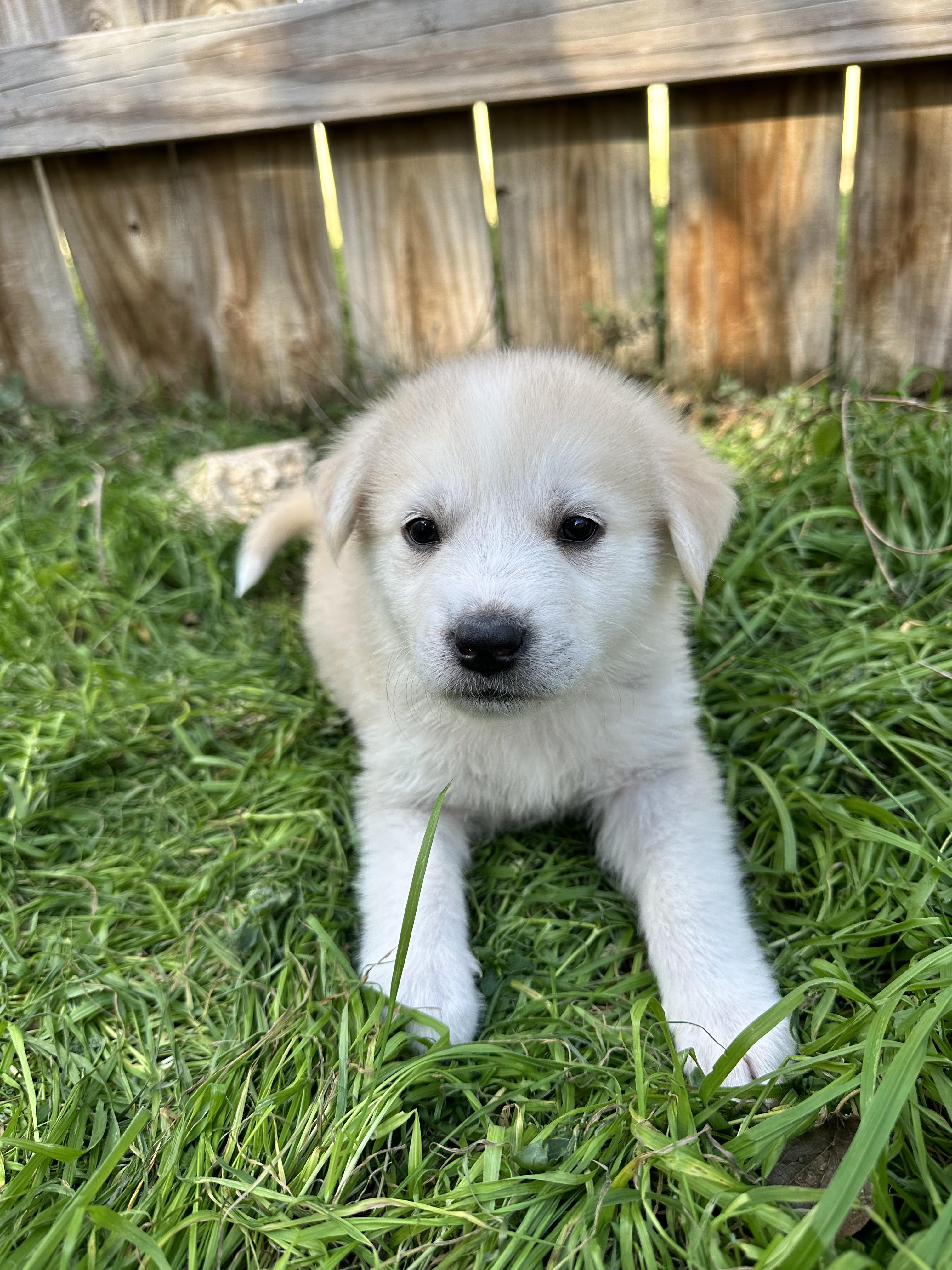 Enlarge North, an adopted mixed breed in Pflugerville, TX image 4/5