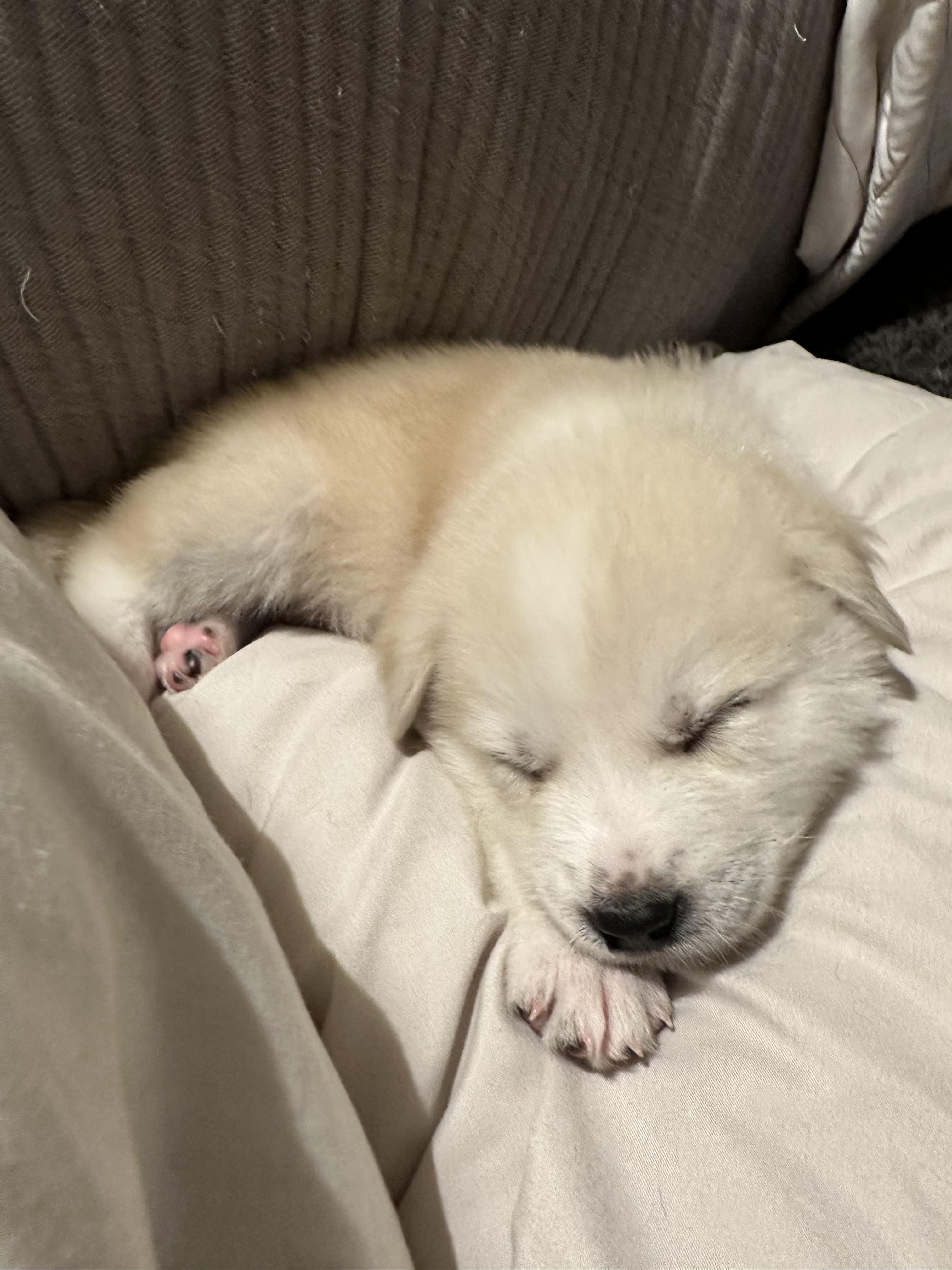 Enlarge North, an adopted mixed breed in Pflugerville, TX image 3/5